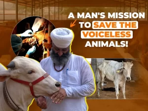 Saving Strays: Project Pashu’s Mission